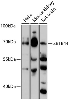 ZBTB44 Antibody