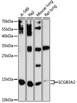 SCGB3A2 Antibody