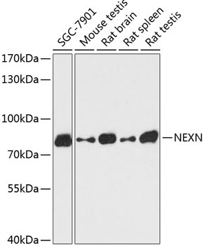 NEXN Antibody