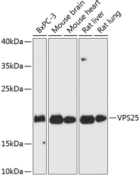 VPS25 Antibody