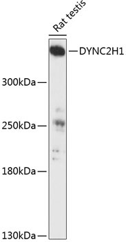 DYNC2H1 Antibody
