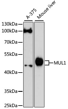 MUL1 Antibody