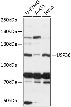 USP36 Antibody