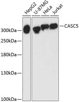 CASC5 Antibody