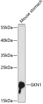 GKN1 Antibody