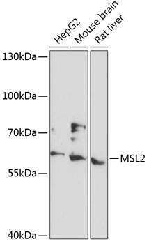 MSL2 Antibody