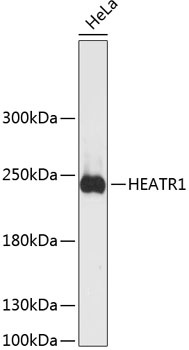 HEATR1 Antibody