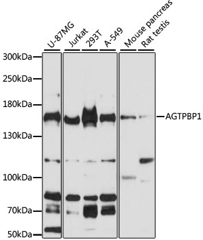 AGTPBP1 Antibody