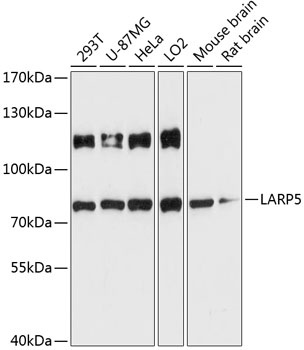LARP5 Antibody