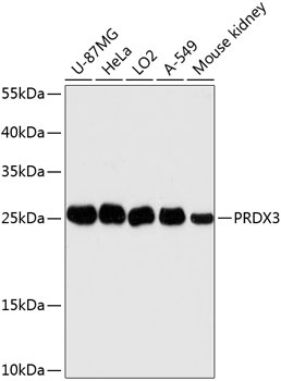 PRDX3 Antibody
