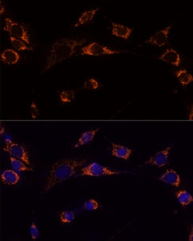 PRDX3 Antibody