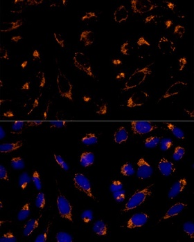 PRDX3 Antibody