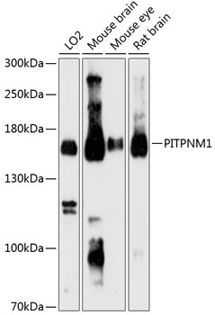 PITPNM1 Antibody