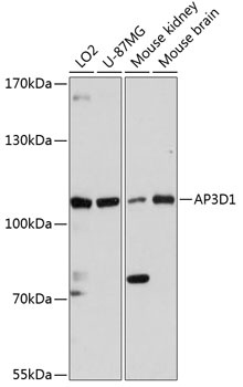AP3D1 Antibody