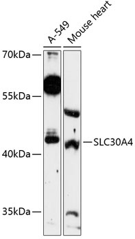 SLC30A4 Antibody