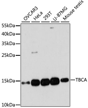 TBCA Antibody