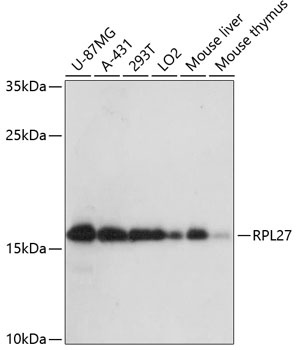 RPL27 Antibody