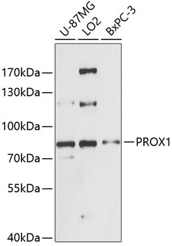 PROX1 Antibody