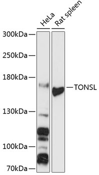 TONSL Antibody