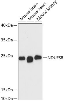 NDUFS8 Antibody