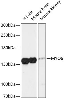 MYO6 Antibody