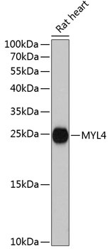 MYL4 Antibody