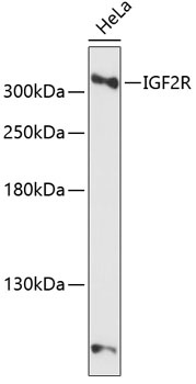 IGF2R Antibody