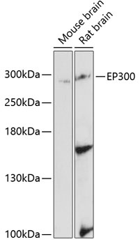 EP300 Antibody