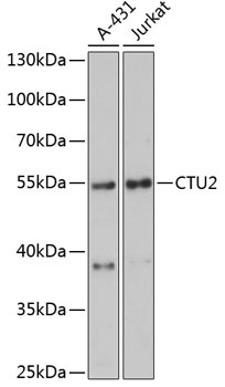 CTU2 Antibody