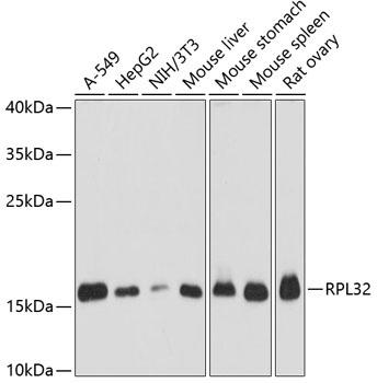 RPL32 Antibody