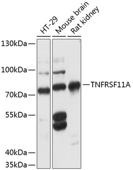 TNFRSF11A Antibody