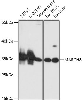 MARCH8. Antibody