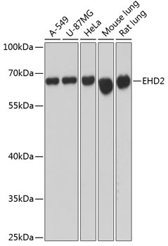 EHD2 Antibody