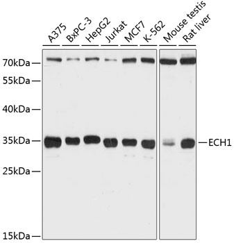 ECH1 Antibody