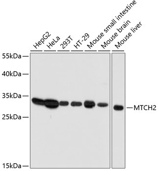 MTCH2 Antibody