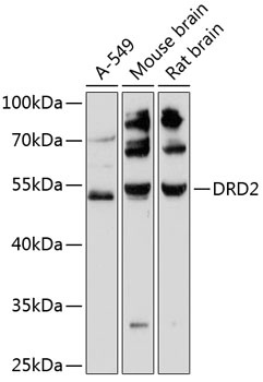 DRD2 Antibody