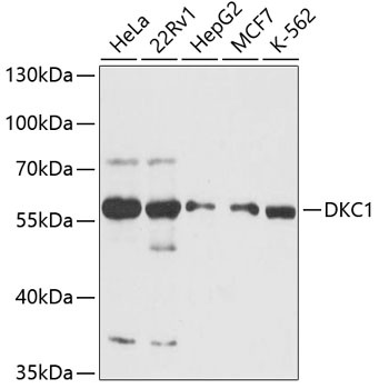 DKC1 Antibody