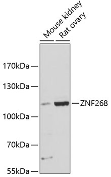 ZNF268 Antibody
