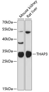 THAP3 Antibody