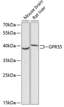 GPR55 Antibody
