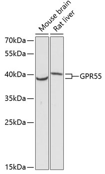 GPR55 Antibody