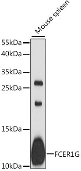 FCER1G Antibody