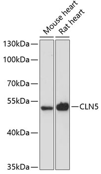 CLN5 Antibody