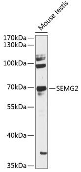 SEMG2 Antibody