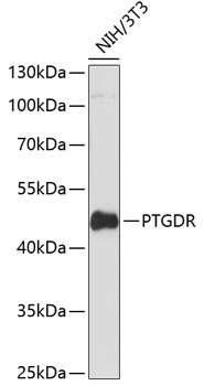 PTGDR Antibody