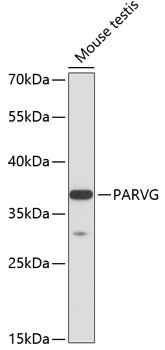 PARVG Antibody