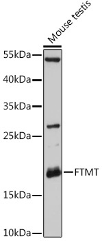 FTMT Antibody