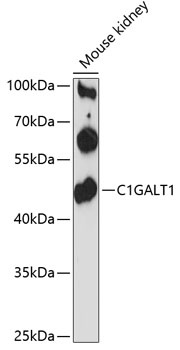 C1GALT1 Antibody