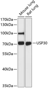 USP30 Antibody