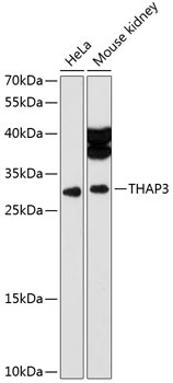 THAP3 Antibody